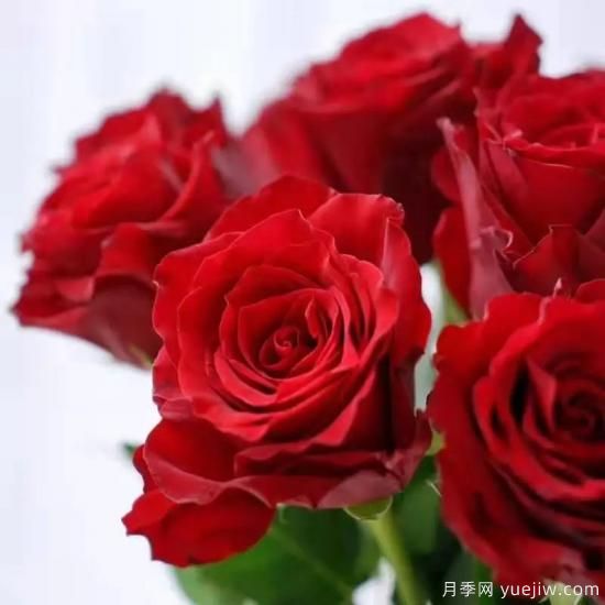花店常備的15種紅玫瑰是什么？有什么優(yōu)缺點(diǎn)？(圖6)