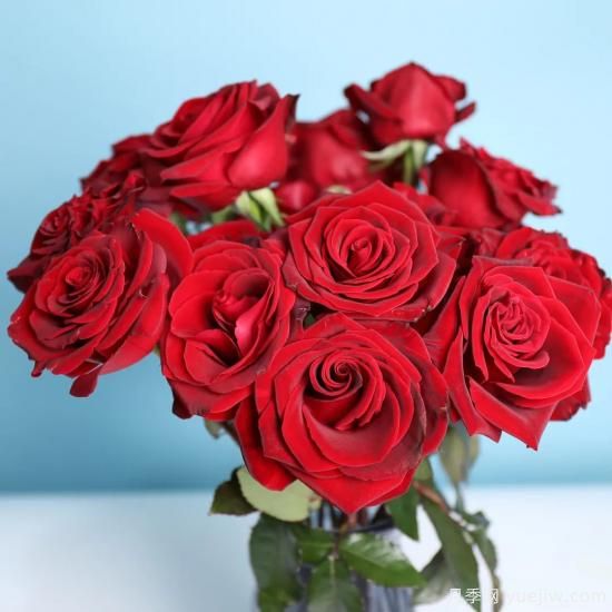 花店常備的15種紅玫瑰是什么？有什么優(yōu)缺點(diǎn)？(圖7)