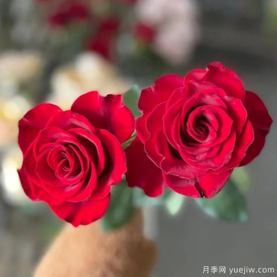 花店常備的15種紅玫瑰是什么？有什么優(yōu)缺點(diǎn)？(圖8)