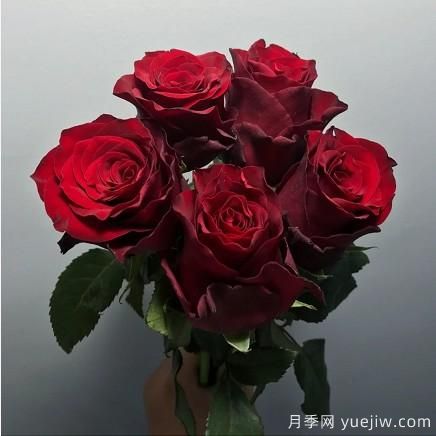 花店常備的15種紅玫瑰是什么？有什么優(yōu)缺點(diǎn)？(圖10)