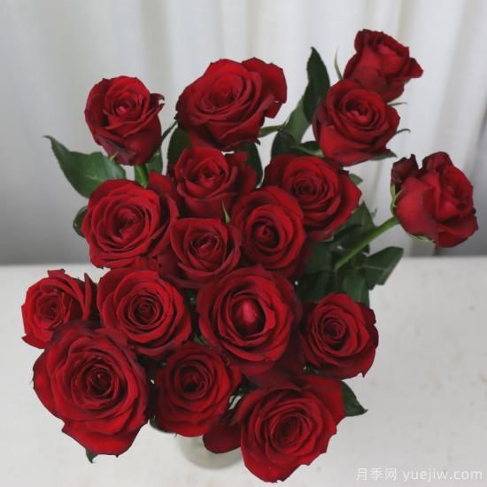 花店常備的15種紅玫瑰是什么？有什么優(yōu)缺點(diǎn)？(圖14)
