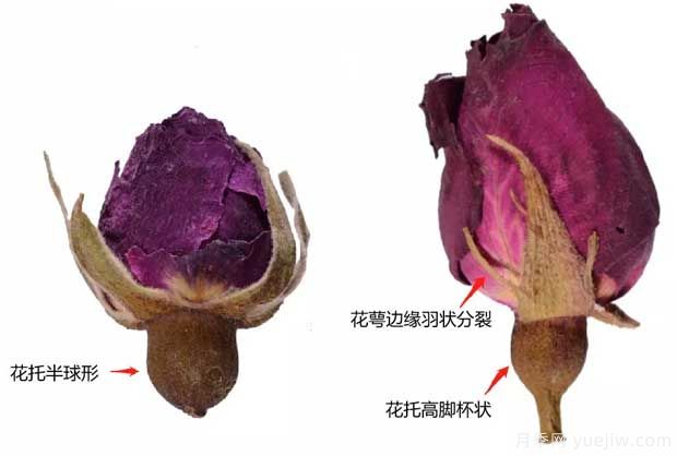玫瑰月季薔薇，市場上還能找到純種玫瑰嗎？(圖1)