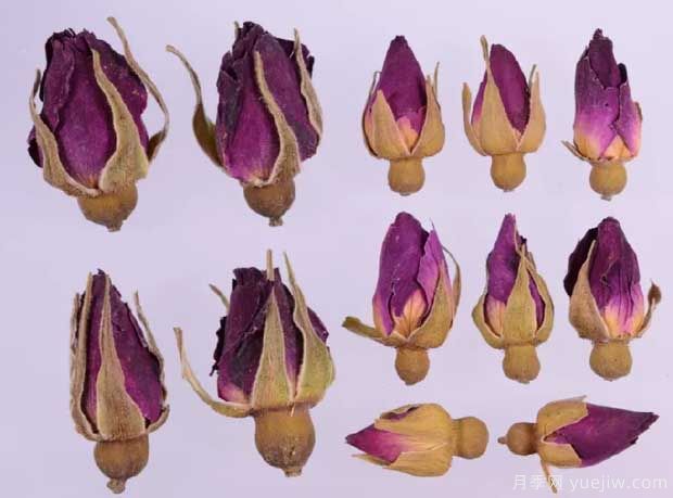 玫瑰月季薔薇，市場上還能找到純種玫瑰嗎？(圖2)