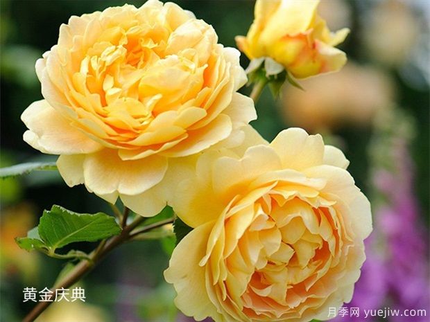 黃色系藤本月季品種，這5款的知名度***高(圖1)
