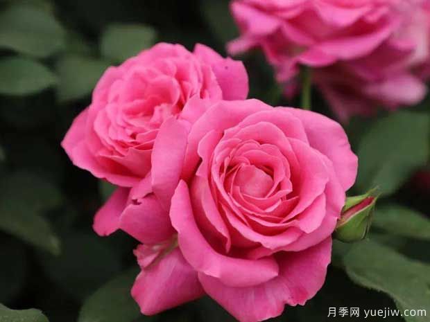 天路月季(俞紅強)(圖1)