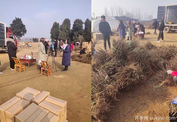 南陽成功月季園聯(lián)手田園劉娟，月季苗走進千家萬戶(圖1)