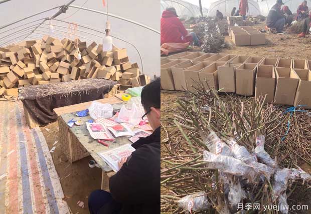 南陽成功月季園聯(lián)手田園劉娟，月季苗走進千家萬戶(圖2)