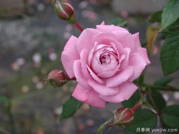 柔光月季的優(yōu)缺點是什么？(圖1)