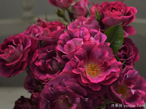 發(fā)卡瓦萊塔月季介紹和優(yōu)缺點(diǎn)(圖1)