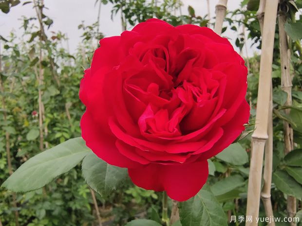 推薦7個(gè)夏季耐熱月季品種，綻放美麗在夏天(圖5)