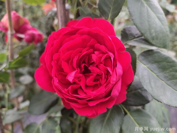 推薦5個(gè)熱門爬藤月季，蹭蹭開花，滿院飄香(圖4)