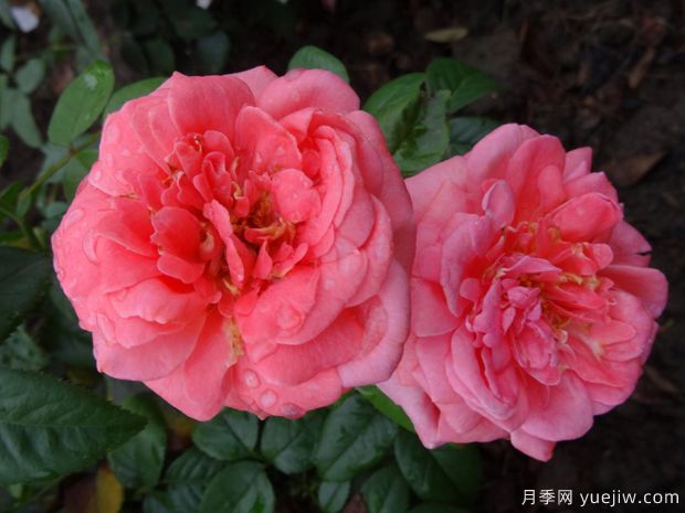 特別紀(jì)念日月季的優(yōu)缺點(diǎn)是什么？(圖1)