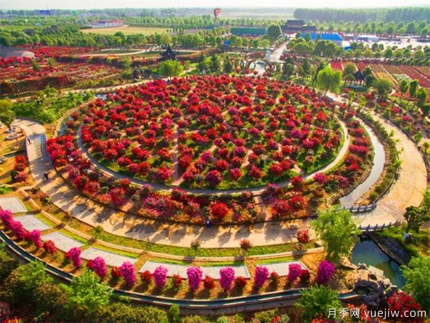 南陽月季花開全球，南陽月季基地?cái)M建特色小鎮(zhèn)(圖1)