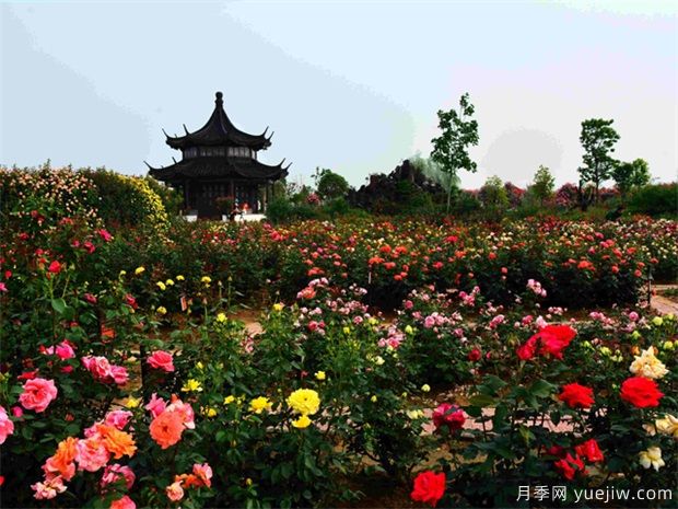 南陽月季花開全球，南陽月季基地?cái)M建特色小鎮(zhèn)(圖2)