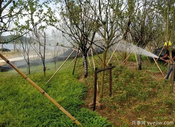 園林綠化早春返青水要注意，時間和澆水量很重要(圖1)