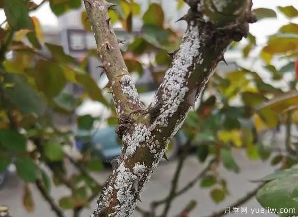 樹狀月季的桑盾蚧蟲害有哪些傷害害，該如何防治？(圖1)