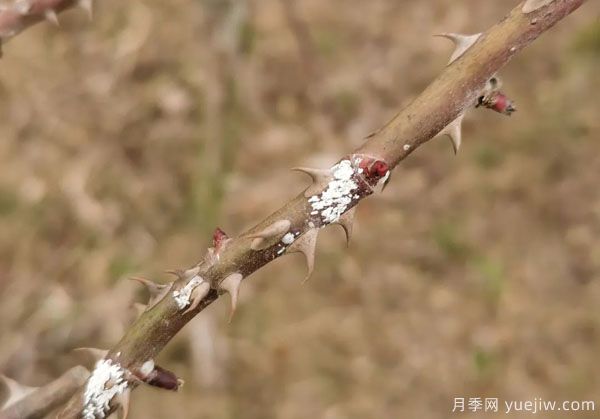 樹狀月季的桑盾蚧蟲害有哪些傷害害，該如何防治？(圖3)