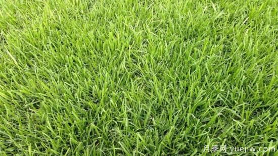 ***全常用草坪品種、優(yōu)點(diǎn)缺點(diǎn)和施工要點(diǎn)(圖3)