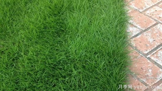***全常用草坪品種、優(yōu)點(diǎn)缺點(diǎn)和施工要點(diǎn)(圖4)