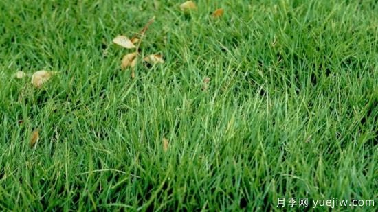 ***全常用草坪品種、優(yōu)點(diǎn)缺點(diǎn)和施工要點(diǎn)(圖5)