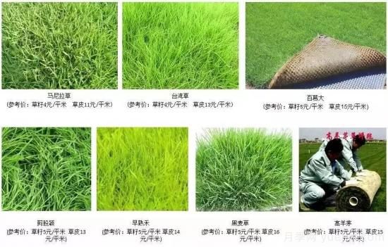 ***全常用草坪品種、優(yōu)點(diǎn)缺點(diǎn)和施工要點(diǎn)(圖7)