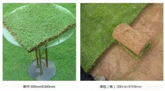 ***全常用草坪品種、優(yōu)點(diǎn)缺點(diǎn)和施工要點(diǎn)(圖8)