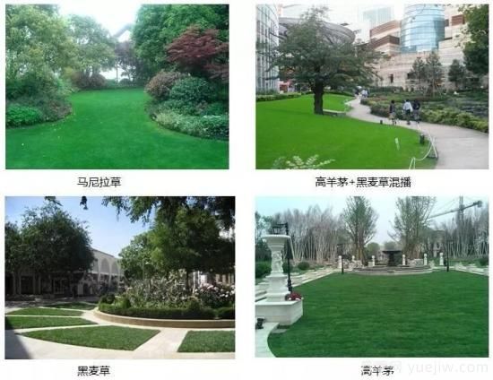 ***全常用草坪品種、優(yōu)點(diǎn)缺點(diǎn)和施工要點(diǎn)(圖9)
