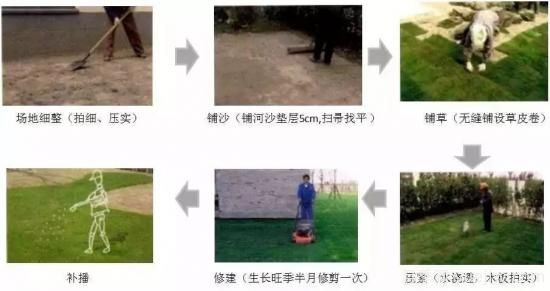 ***全常用草坪品種、優(yōu)點(diǎn)缺點(diǎn)和施工要點(diǎn)(圖12)