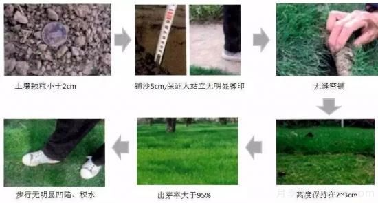 ***全常用草坪品種、優(yōu)點(diǎn)缺點(diǎn)和施工要點(diǎn)(圖13)