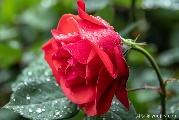 花卉行業(yè)有6大謊言，月季花友有沒(méi)有交智商稅(圖1)