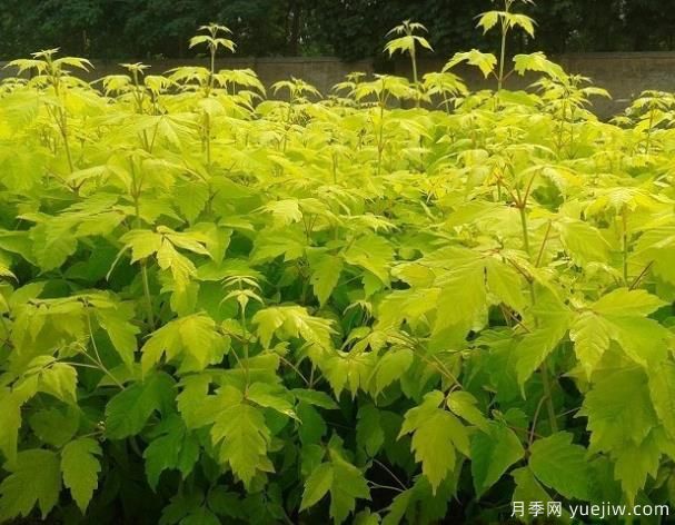 非常耐寒的彩葉植物有哪些？(圖1)