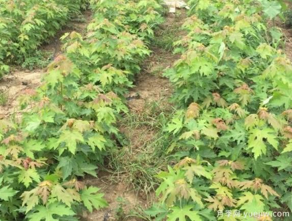 適合東北和西北地區(qū)種植的彩葉苗木有哪些？(圖1)