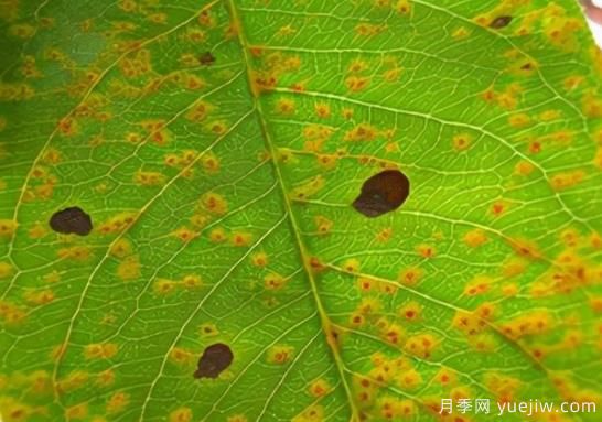 如何分清常見綠化植物病害的癥狀？(圖1)