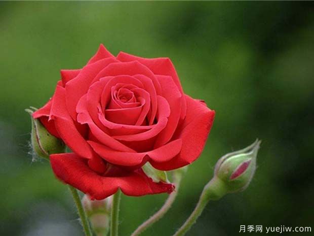 中國紅月季雅蘇娜的優(yōu)缺點是什么？(圖1)