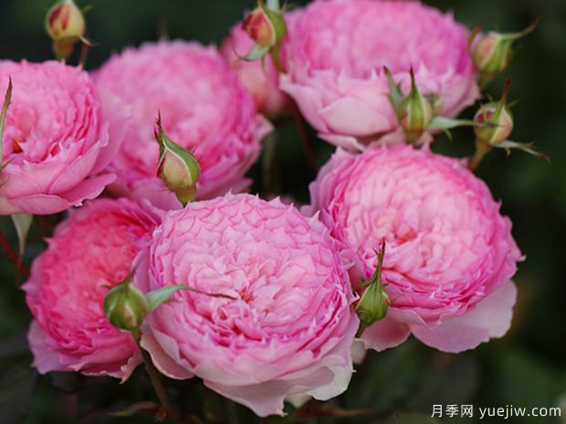 溶溶月月季的優(yōu)缺點(diǎn)是什么？(圖1)
