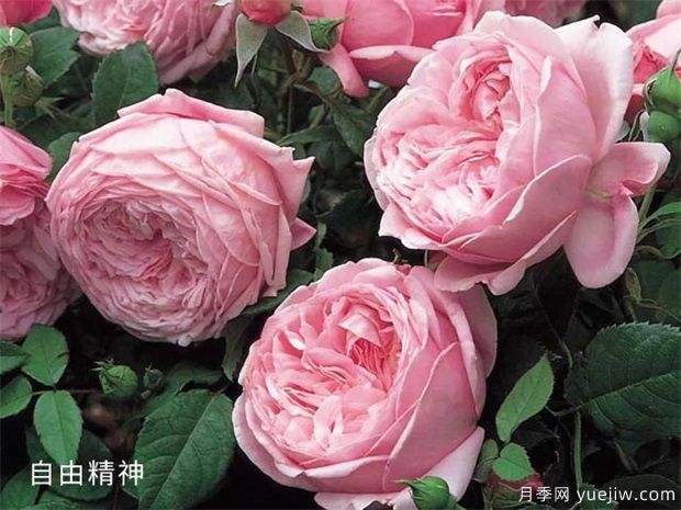 2024年熱門20個經典藤本月季品種，做月季花墻你喜歡(圖8)