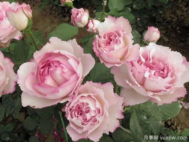 伊芙芳香催眠月季/伊芙二號(hào)月季(圖3)