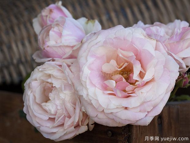 玫瑰人生月季的優(yōu)缺點(diǎn)是什么？(圖1)