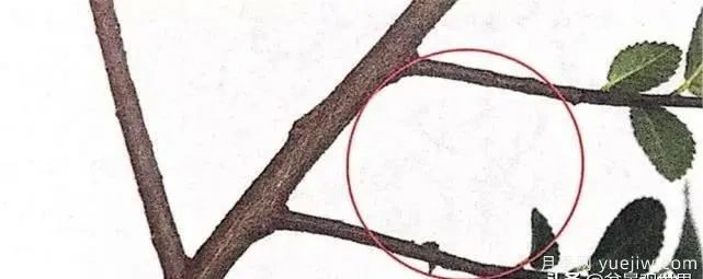 養(yǎng)好月季盆景的5種枝條修剪方法，輕松做盆景(圖2)