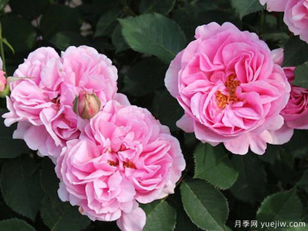 月季養(yǎng)殖知識(shí)：養(yǎng)花環(huán)境，盆土配置，推薦品種，養(yǎng)護(hù)打理(圖1)