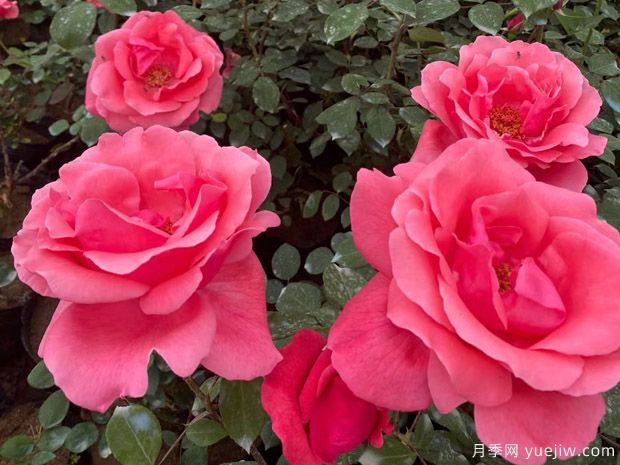 月季養(yǎng)殖知識(shí)：養(yǎng)花環(huán)境，盆土配置，推薦品種，養(yǎng)護(hù)打理(圖2)