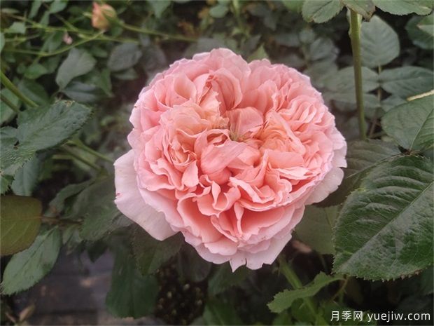 推薦10款網紅月季，漂亮又好養(yǎng)的歐月(圖6)