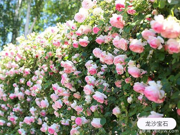 新手養(yǎng)殖月季花，5個(gè)基本點(diǎn)要熟知才能養(yǎng)好(圖1)