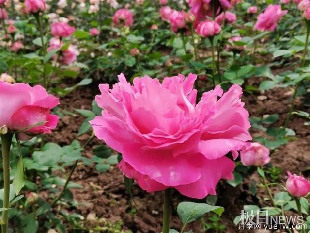 武漢市第十三屆月季展，青山和平公園等你來(lái)打卡(圖5)