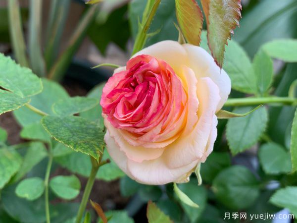 月季總是不開花，幾個養(yǎng)護要素做到位，開花不斷(圖1)