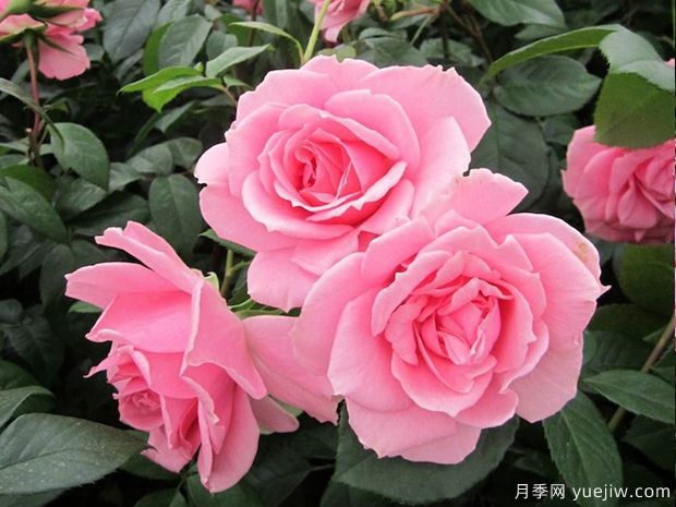你真美麗月季的優(yōu)缺點是什么？(圖1)