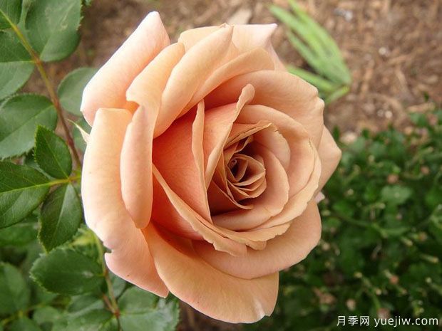 可可洛可月季的優(yōu)缺點是什么？(圖1)