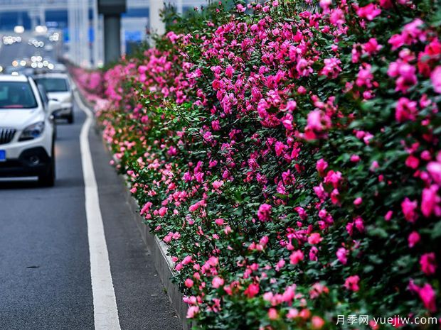 湖北武漢二環(huán)月季開放，48公里全線成景觀花海大道(圖1)
