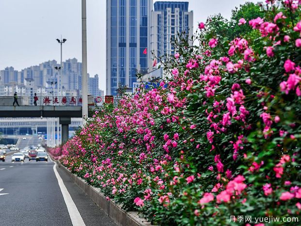 湖北武漢二環(huán)月季開放，48公里全線成景觀花海大道(圖3)