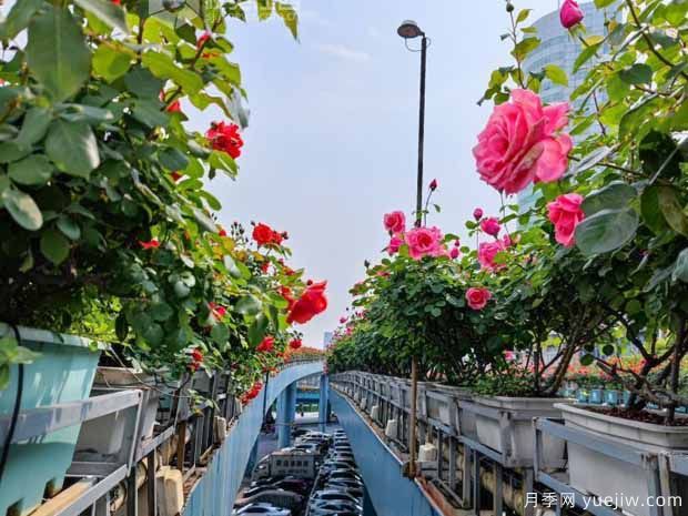 1.2萬株月季盛開，南昌八一橋景觀花廊擁抱春景(圖1)